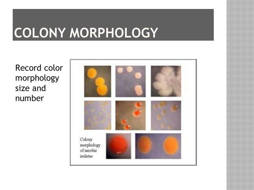 Record color morphology size and number