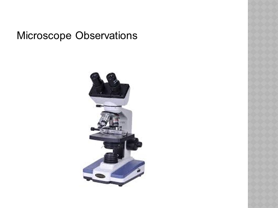 Microscope Observations