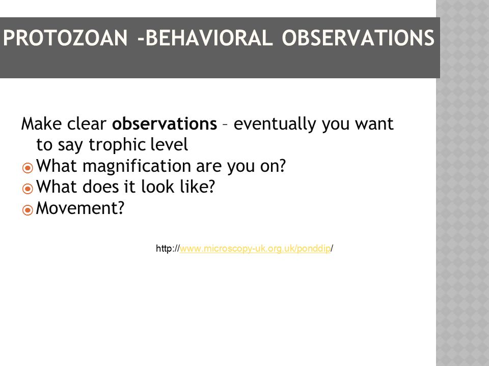 PROTOZOAN -BEHAVIORAL OBSERVATIONS Make clear observations – eventually you want to say trophic level  What magnification are you on.