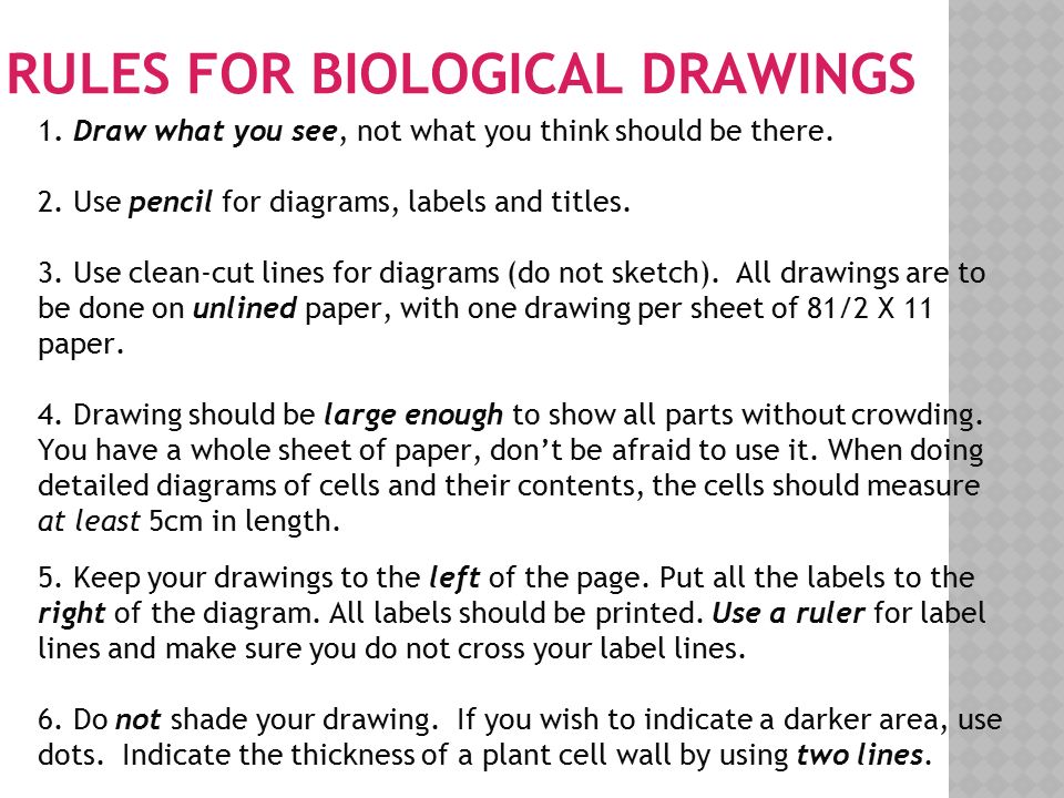 RULES FOR BIOLOGICAL DRAWINGS 1. Draw what you see, not what you think should be there.