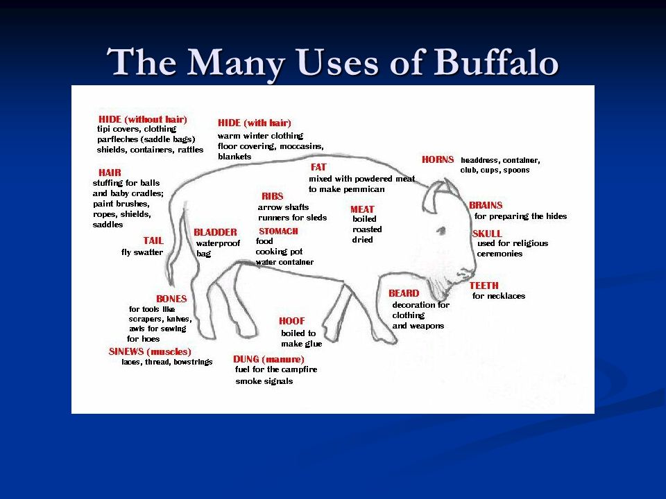 The Many Uses of Buffalo