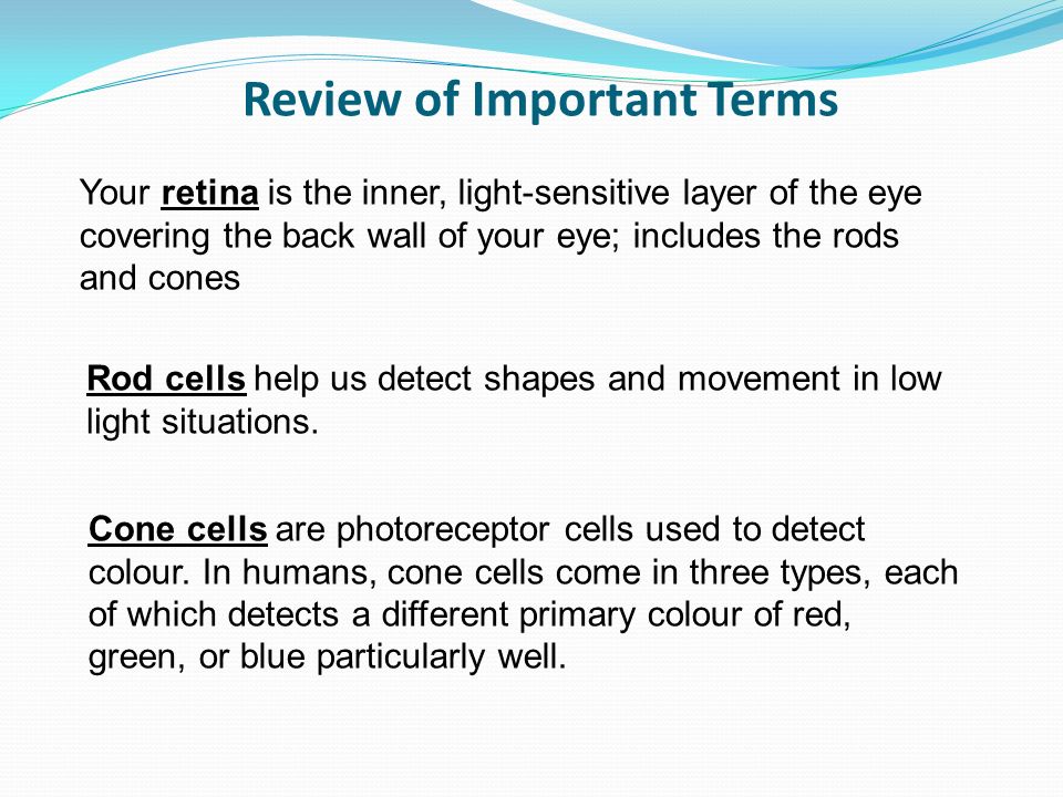 Review of Important Terms Rod cells help us detect shapes and movement in low light situations.