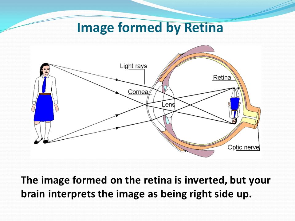 Image formed by Retina The image formed on the retina is inverted, but your brain interprets the image as being right side up.