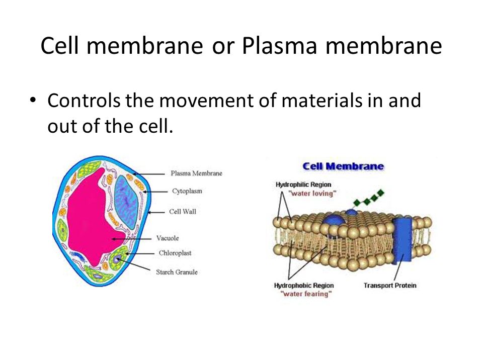 1 1 Plant And Animal Cells Pages Cell Membrane Or Plasma Membrane Controls The Movement Of Materials In And Out Of The Cell Ppt Download