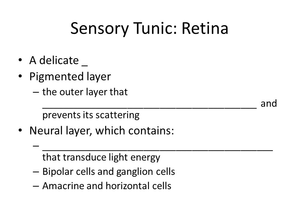 Sensory Tunic: Retina A delicate _ Pigmented layer – the outer layer that ________________________________________ and prevents its scattering Neural layer, which contains: – ___________________________________________ that transduce light energy – Bipolar cells and ganglion cells – Amacrine and horizontal cells