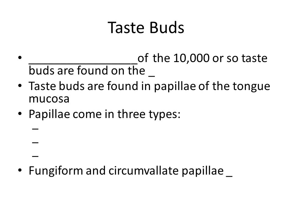 Taste Buds _________________of the 10,000 or so taste buds are found on the _ Taste buds are found in papillae of the tongue mucosa Papillae come in three types: – Fungiform and circumvallate papillae _