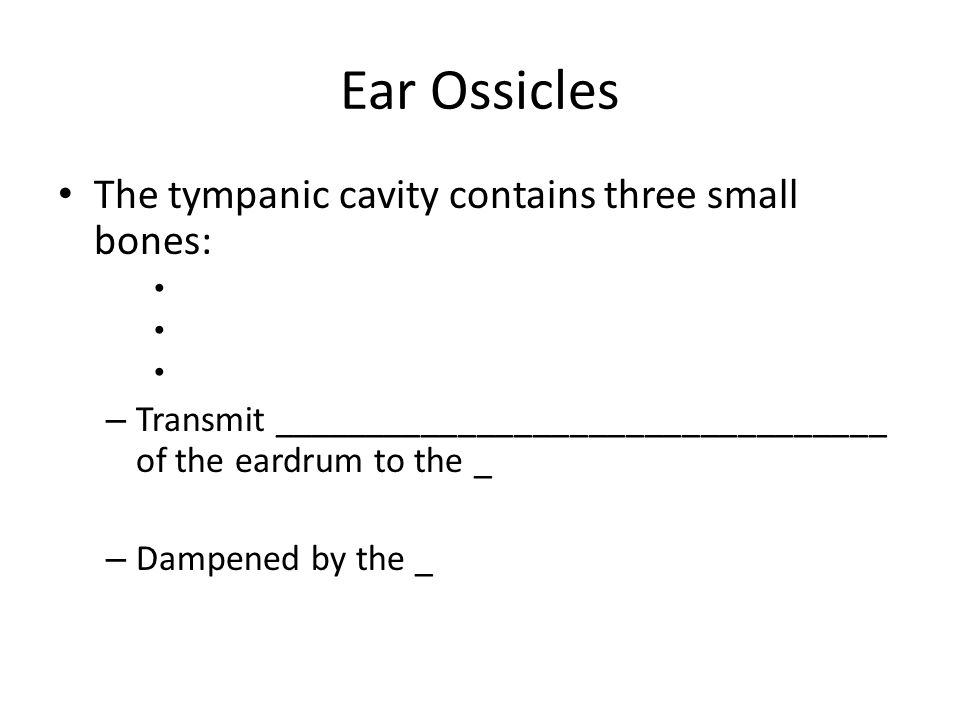 Ear Ossicles The tympanic cavity contains three small bones: – Transmit _________________________________ of the eardrum to the _ – Dampened by the _