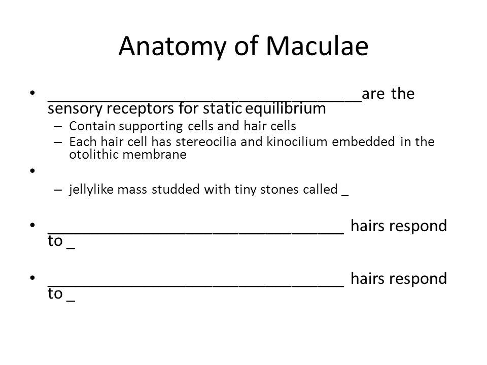 Anatomy of Maculae ____________________________________are the sensory receptors for static equilibrium – Contain supporting cells and hair cells – Each hair cell has stereocilia and kinocilium embedded in the otolithic membrane – jellylike mass studded with tiny stones called _ __________________________________ hairs respond to _