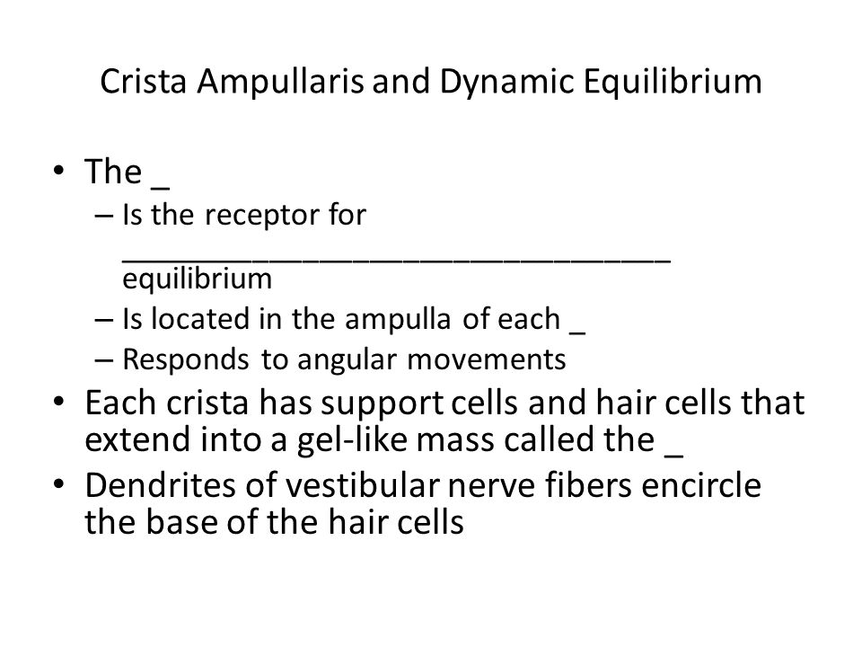 Crista Ampullaris and Dynamic Equilibrium The _ – Is the receptor for _________________________________ equilibrium – Is located in the ampulla of each _ – Responds to angular movements Each crista has support cells and hair cells that extend into a gel-like mass called the _ Dendrites of vestibular nerve fibers encircle the base of the hair cells