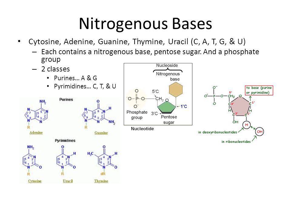 Nitrogenous Bases Cytosine, Adenine, Guanine, Thymine, Uracil (C, A, T, G, & U) – Each contains a nitrogenous base, pentose sugar.