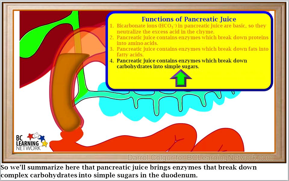 And Through A Series Of Chemical Reactions Break Down These Carbohydrates Into Simple Sugars Functions Of Pancreatic Juice 1 Bicarbonate Ions Hco Ppt Download And Through A Series Of Chemical Reactions Break Down These Carbohydrates Into Simple Sugars Functions Of Pancreatic Juice 1 Bicarbonate Ions Hco Ppt Download