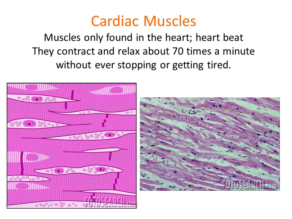 Cardiac Muscles Muscles only found in the heart; heart beat They contract and relax about 70 times a minute without ever stopping or getting tired.