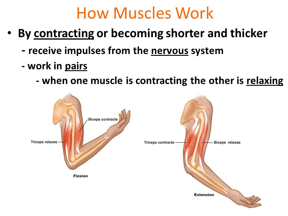 How Muscles Work By contracting or becoming shorter and thicker - receive impulses from the nervous system - work in pairs - when one muscle is contracting the other is relaxing