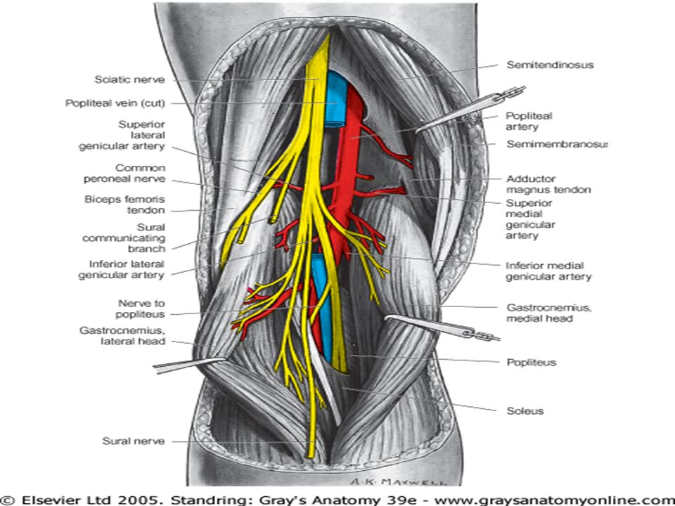 P Opliteal Fossa Lower Limb P Opliteal Fossa The Popliteal Fossa Is A Diamond Shaped Intermuscular Space Situated At The Back Of The Knee The Popliteal Ppt Download P Opliteal Fossa Lower Limb P Opliteal Fossa The Popliteal Fossa Is A Diamond Shaped Intermuscular Space Situated At The Back Of The Knee The Popliteal Ppt Download