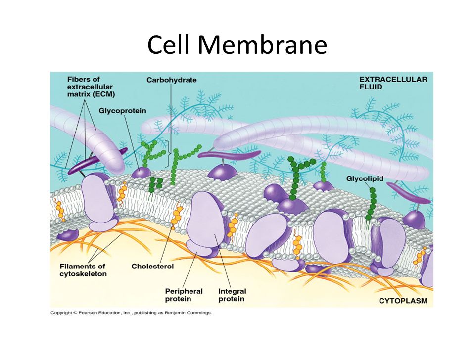 Cell Membrane