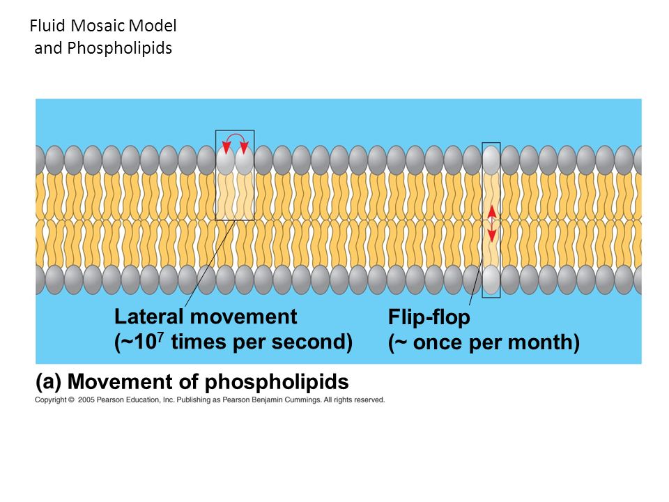 Fluid Mosaic Model and Phospholipids Lateral movement (~10 7 times per second) Flip-flop (~ once per month) Movement of phospholipids