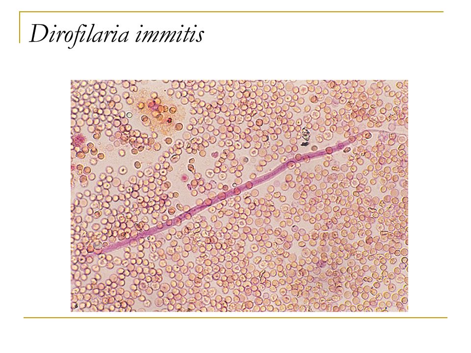 Dirofilaria immitis