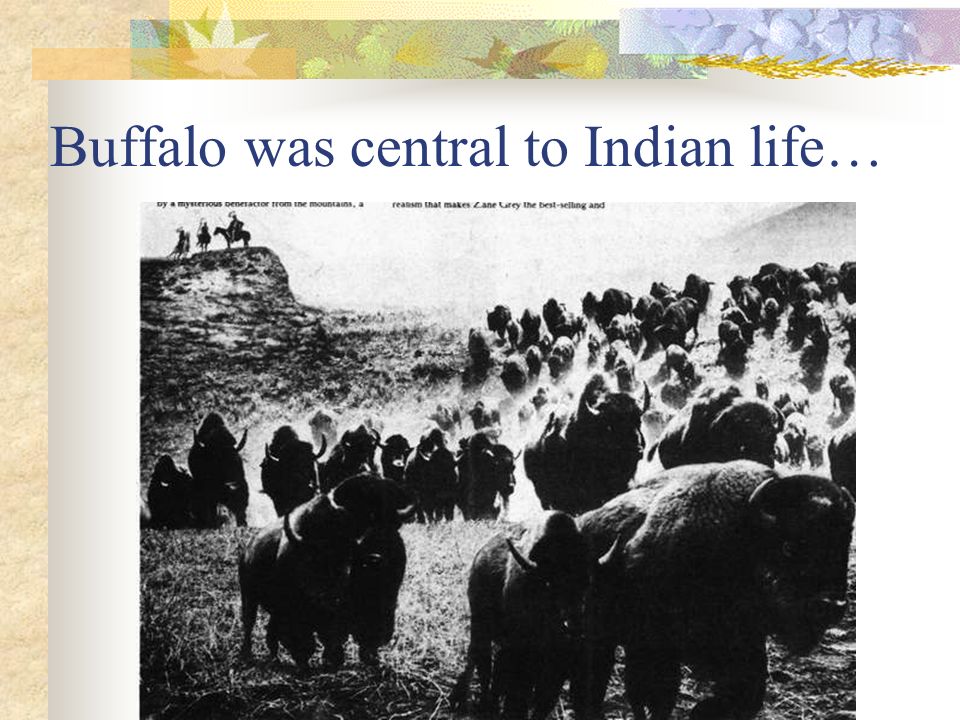 Buffalo was central to Indian life…