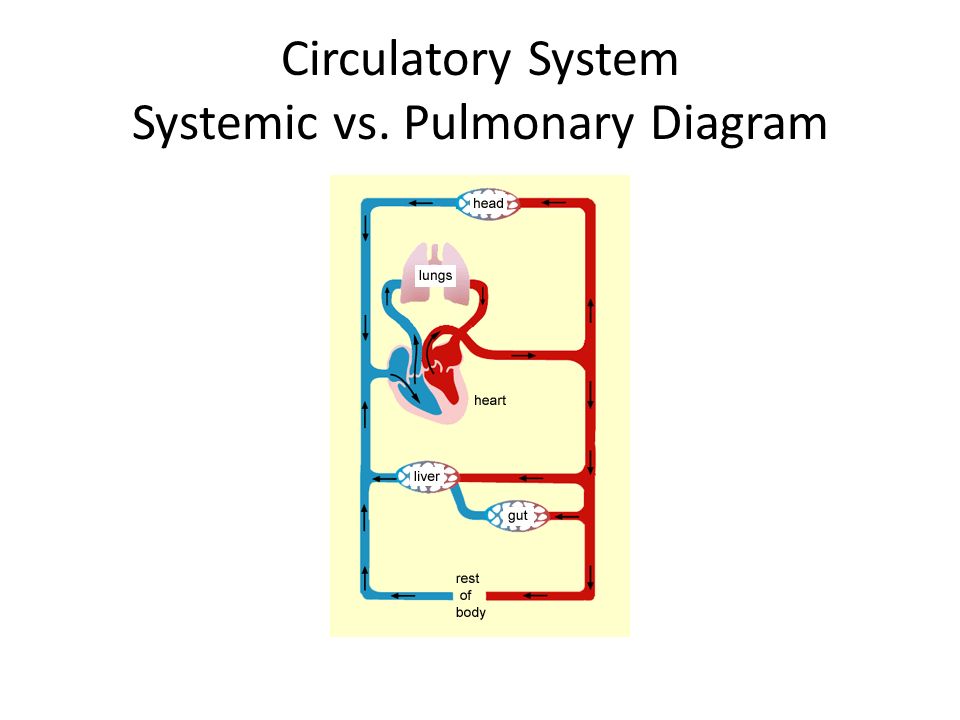 Circulatory System Systemic vs. Pulmonary Diagram