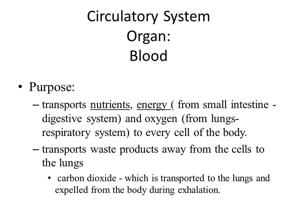 Circulatory System Organ: Blood Purpose: – transports nutrients, energy ( from small intestine - digestive system) and oxygen (from lungs- respiratory system) to every cell of the body.