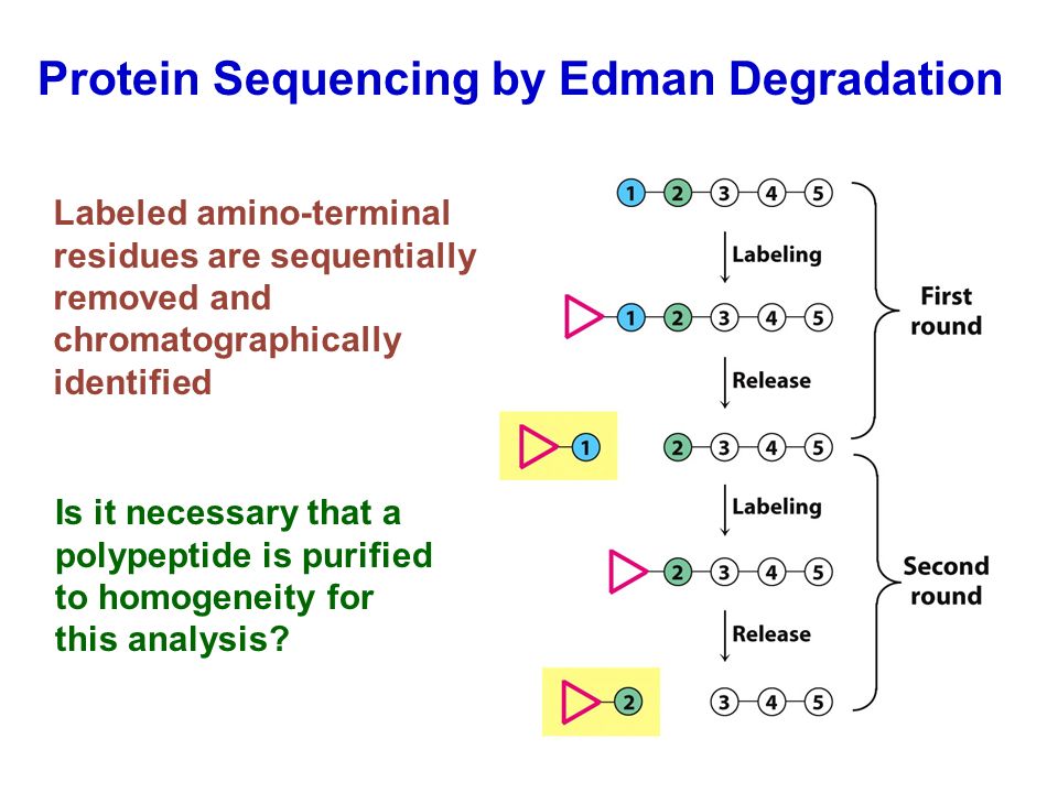 protein primary sequence protein analysis road map bioassay design protein sequencing