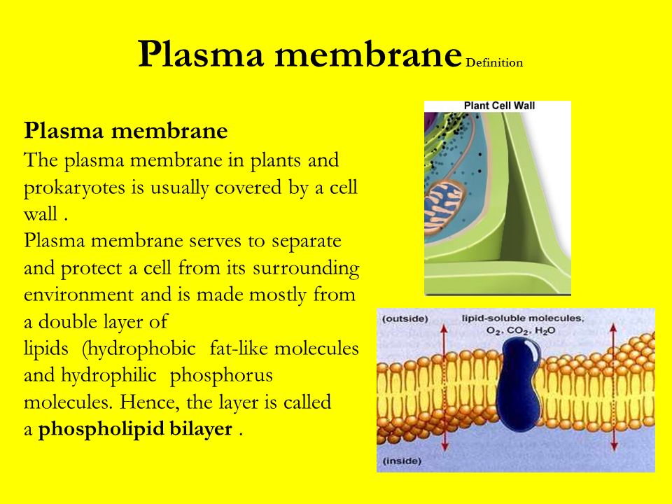 Plasma membrane - Definition and Examples - Biology Online Dictionary