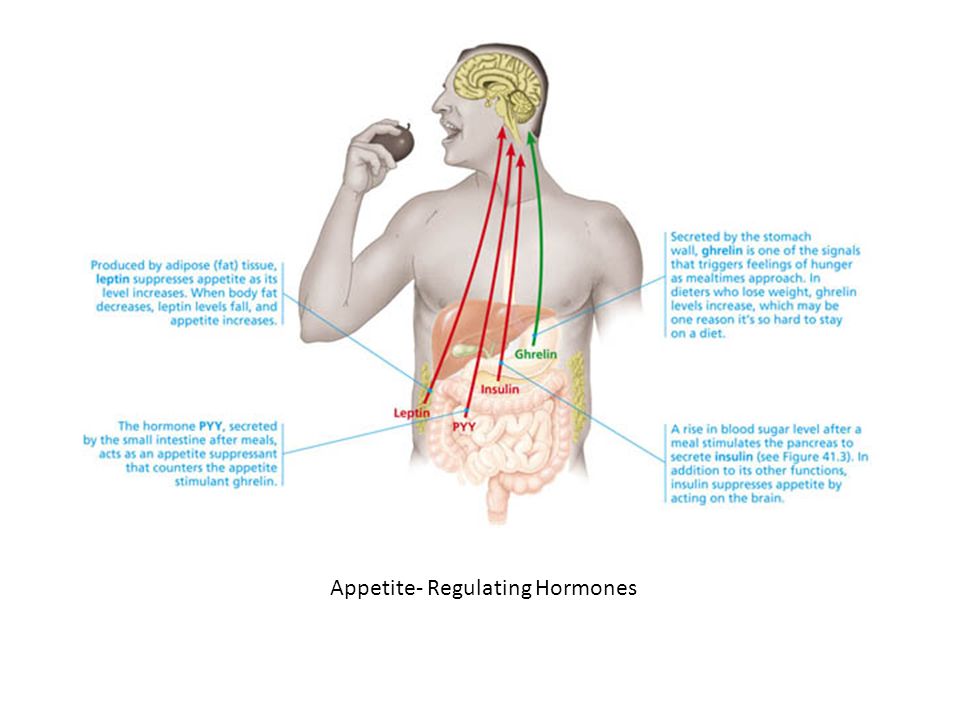 Appetite- Regulating Hormones