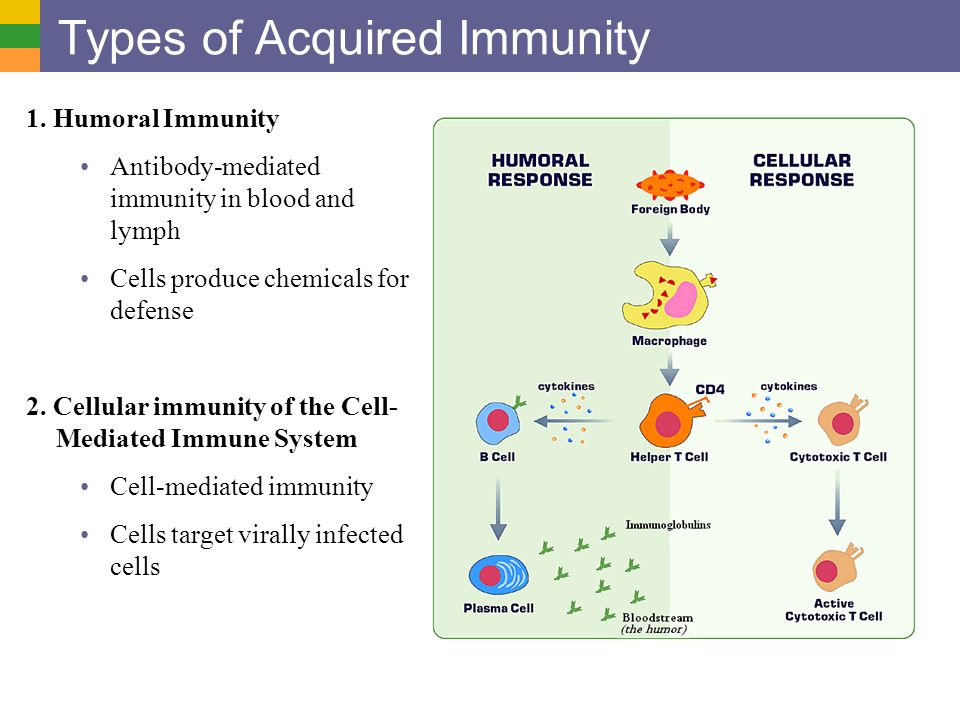 acquired immunity humoral response distinction of humoral versus cell mediated response