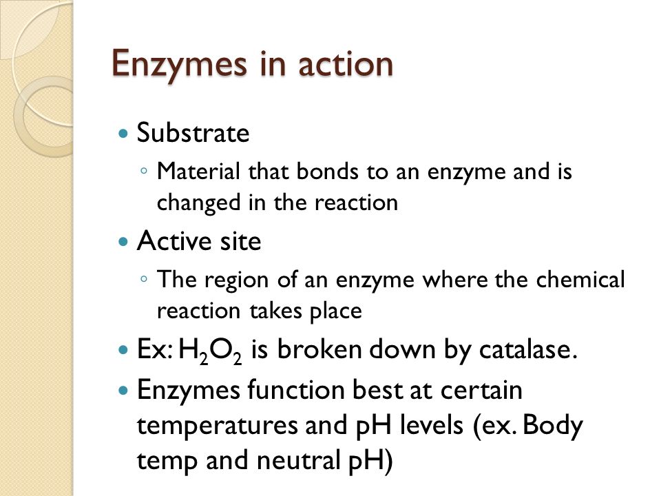 Enzymes in action Substrate ◦ Material that bonds to an enzyme and is changed in the reaction Active site ◦ The region of an enzyme where the chemical reaction takes place Ex: H 2 O 2 is broken down by catalase.