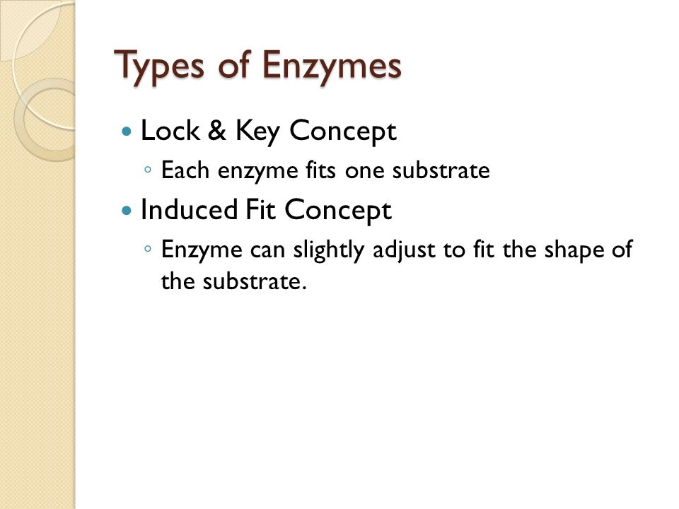Types of Enzymes Lock & Key Concept ◦ Each enzyme fits one substrate Induced Fit Concept ◦ Enzyme can slightly adjust to fit the shape of the substrate.