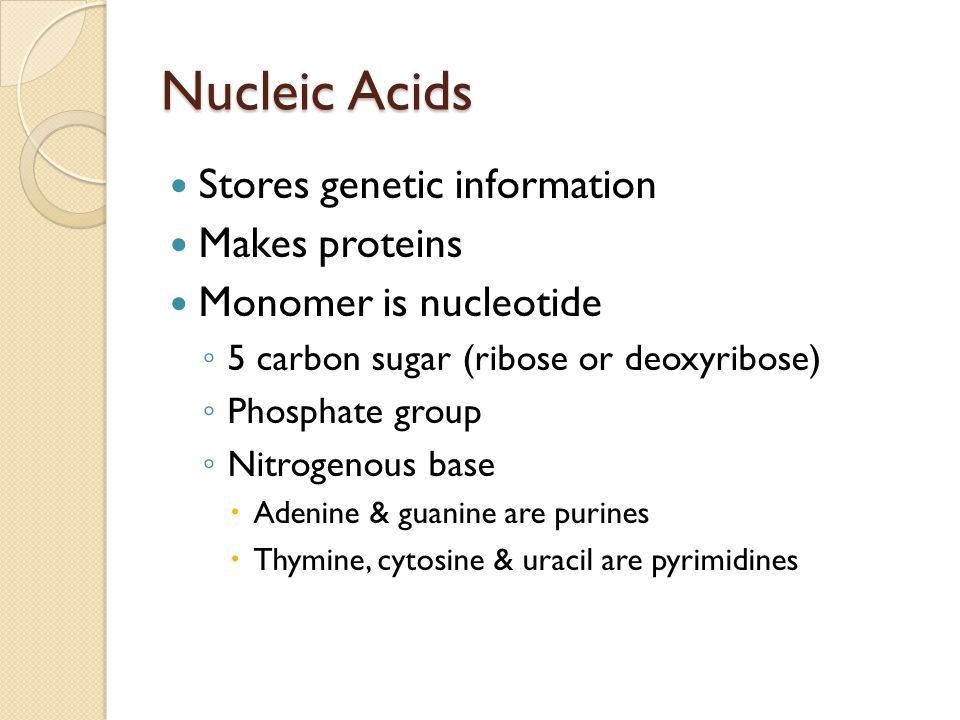 Nucleic Acids Stores genetic information Makes proteins Monomer is nucleotide ◦ 5 carbon sugar (ribose or deoxyribose) ◦ Phosphate group ◦ Nitrogenous base  Adenine & guanine are purines  Thymine, cytosine & uracil are pyrimidines