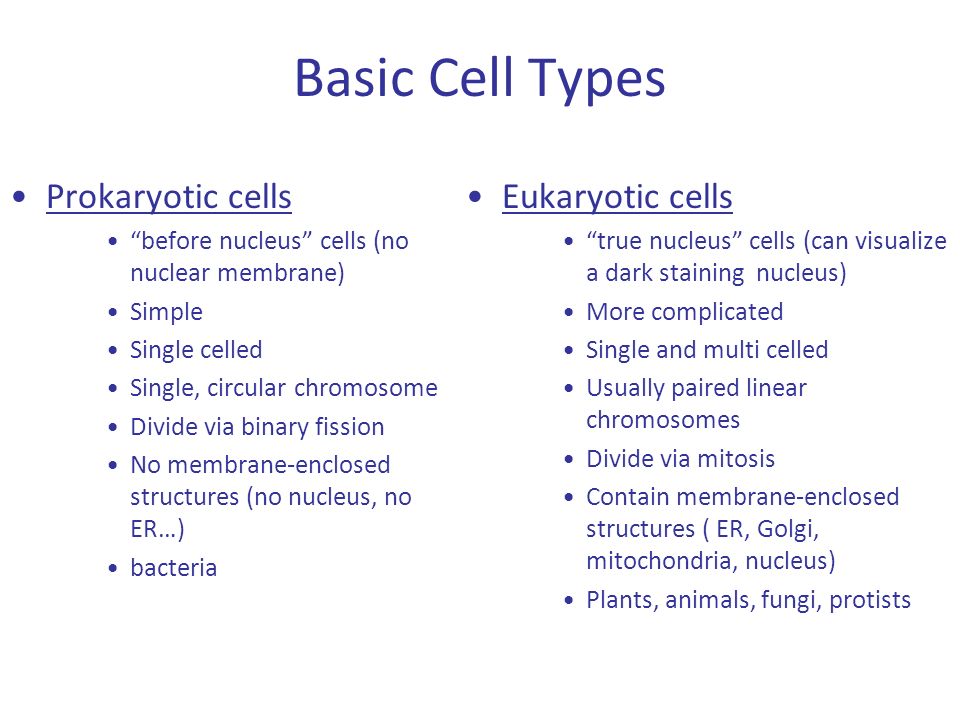 Characteristics Of Prokaryotic Cells Chapter 3 Prokaryotes Can Be Distinguished From Eukaryotes The Way Their Dna Is Packaged Lack Of Nucleus And Ppt Download