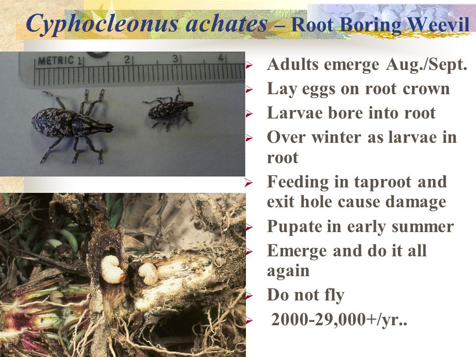 Cyphocleonus achates – Root Boring Weevil  Adults emerge Aug./Sept.