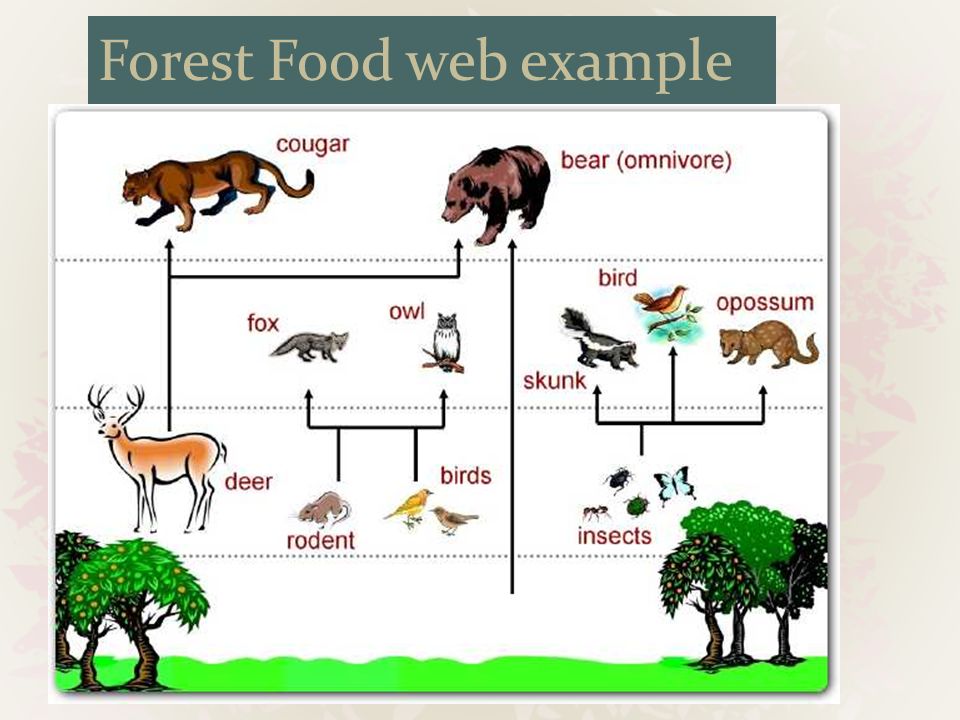example of a forest ecosystem