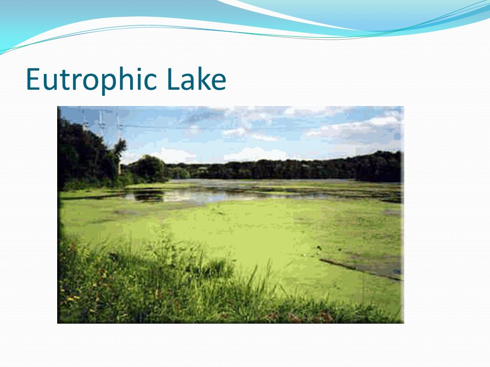 Eutrophic Lake