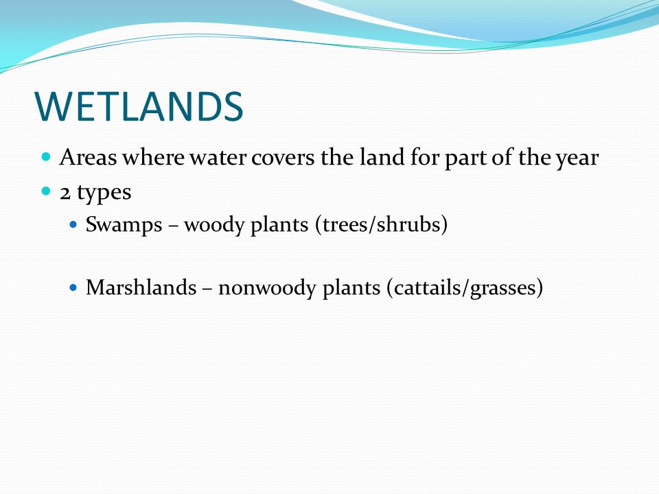 WETLANDS Areas where water covers the land for part of the year 2 types Swamps – woody plants (trees/shrubs) Marshlands – nonwoody plants (cattails/grasses)