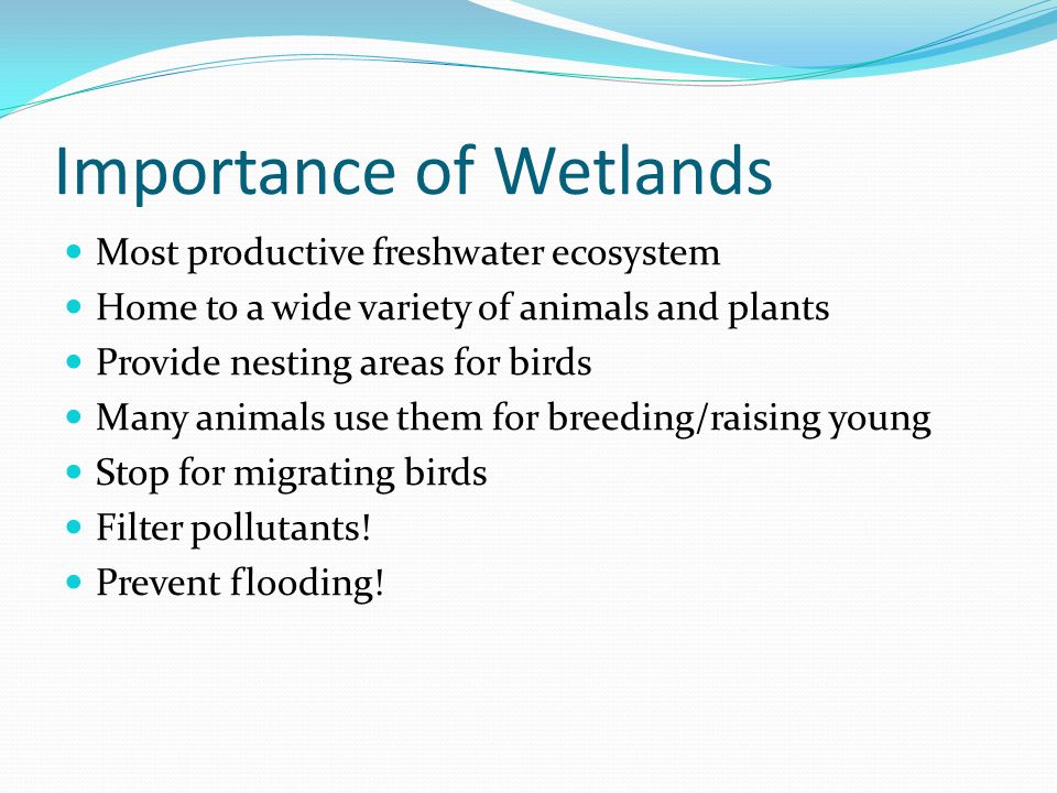 Importance of Wetlands Most productive freshwater ecosystem Home to a wide variety of animals and plants Provide nesting areas for birds Many animals use them for breeding/raising young Stop for migrating birds Filter pollutants.