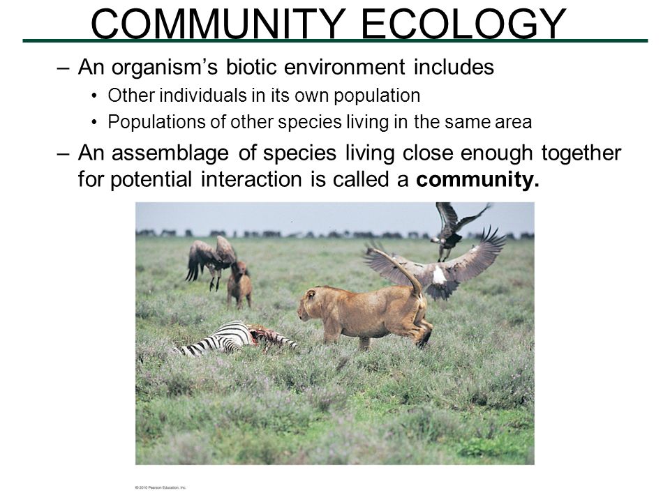 Ecosystems unit Today's Big Ideas: –How species interact with each other  (Community Ecology) –How matter and energy flow within and through an  ecosystem. - ppt download