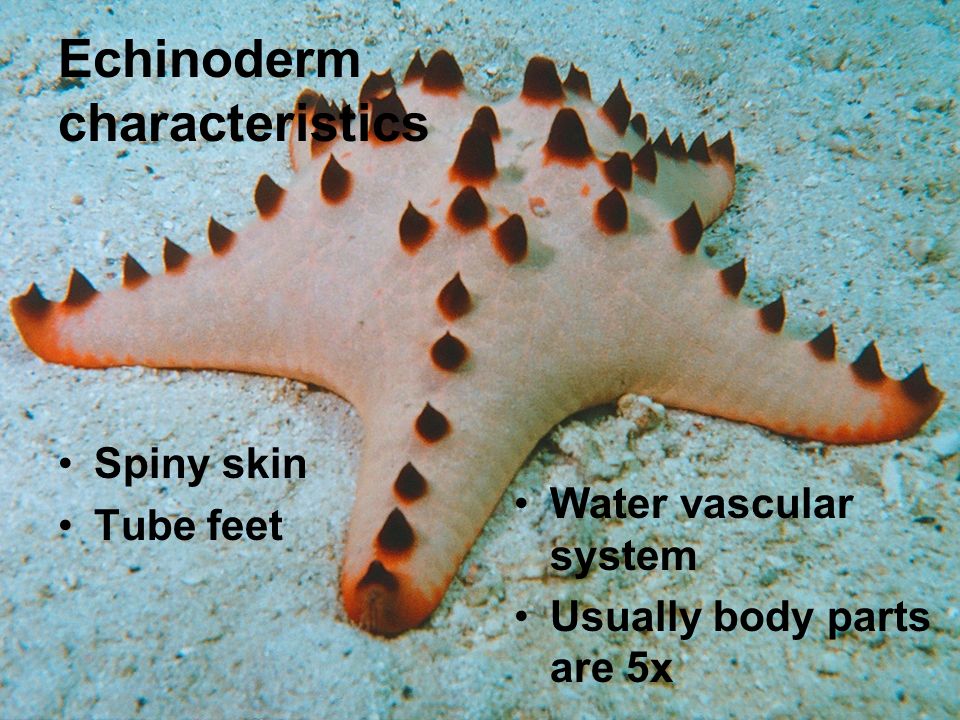 Echinoderms Chapter 28. Echinoderm characteristics Spiny skin Tube feet  Water vascular system Usually body parts are 5x. - ppt download