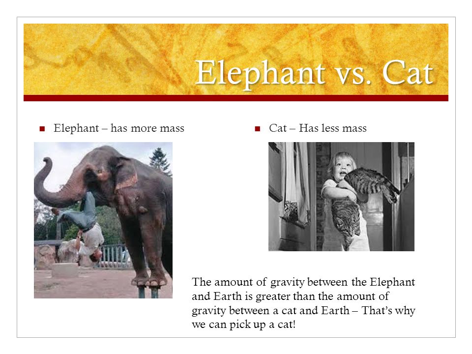 Elephant vs.