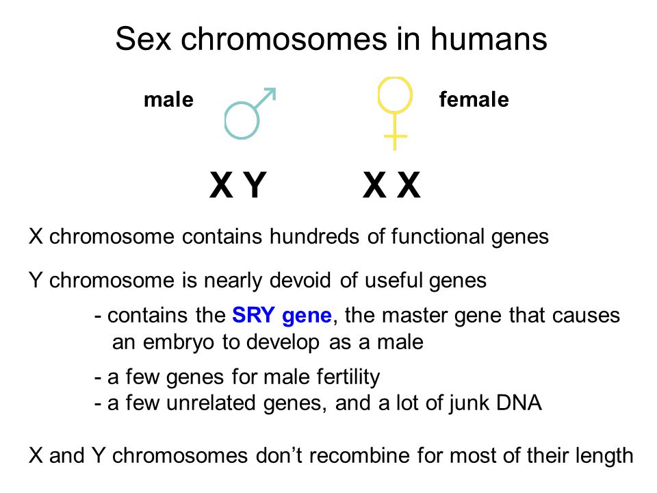 Many primitive organisms are hermaphrodites, meaning each individual  produces both sperm and eggs In more complex animals, sexes are usually  separate - - ppt download