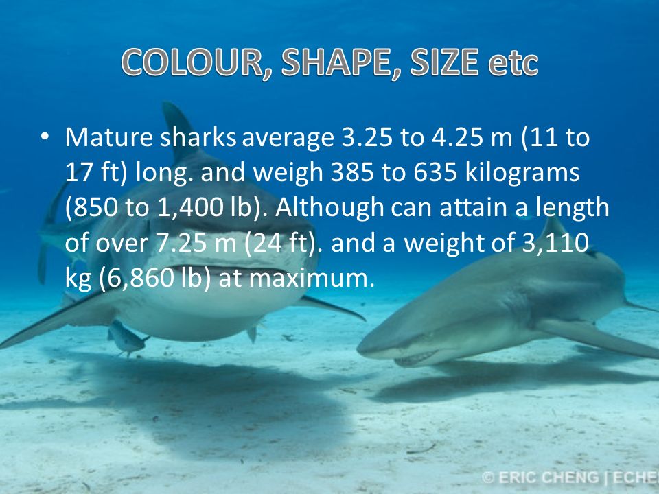 Mature sharks average 3.25 to 4.25 m (11 to 17 ft) long.