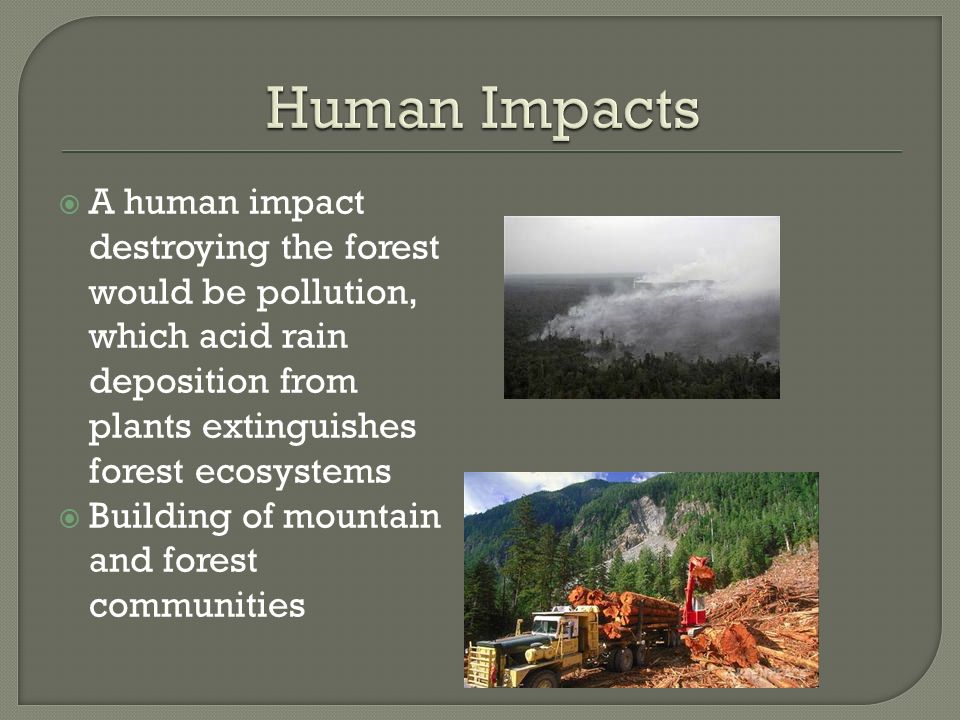  A human impact destroying the forest would be pollution, which acid rain deposition from plants extinguishes forest ecosystems  Building of mountain and forest communities
