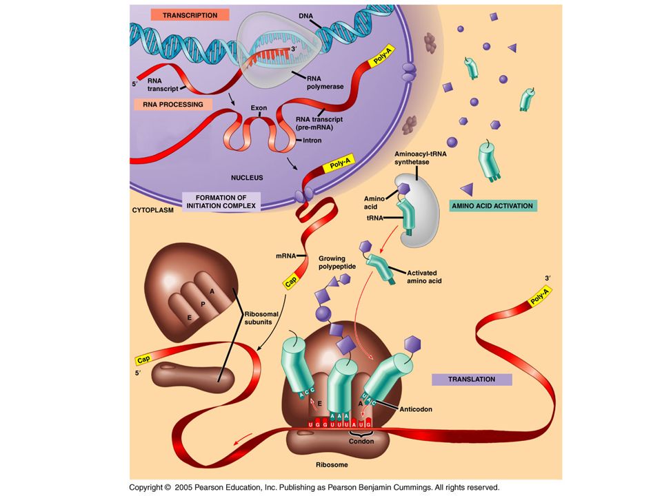 1 dna. Molecular Biology of the Gene. RNAP Transcription Molecular Motor. Formation of a Peptide Bond at this Stage, both a and p sites of a ribosome are occupied by an aminoacyl-TRNA. Current Protocols in Molecular Biology.