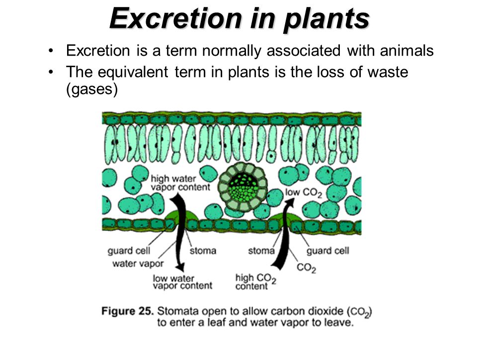 Excretion. Syllabus links Plant Excretion The role of leaves as excretory  organsof plants The Excretory System in the Human Role of the excretory. -  ppt download