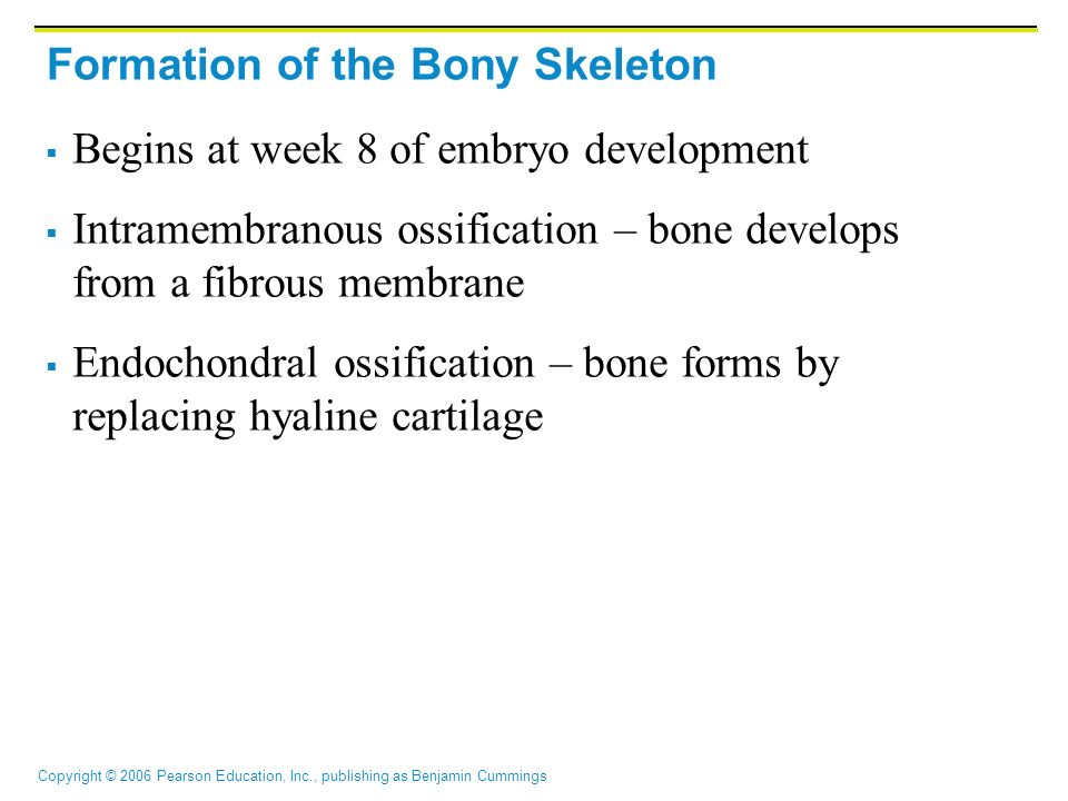 Copyright © 2006 Pearson Education, Inc., publishing as Benjamin Cummings Formation of the Bony Skeleton  Begins at week 8 of embryo development  Intramembranous ossification – bone develops from a fibrous membrane  Endochondral ossification – bone forms by replacing hyaline cartilage