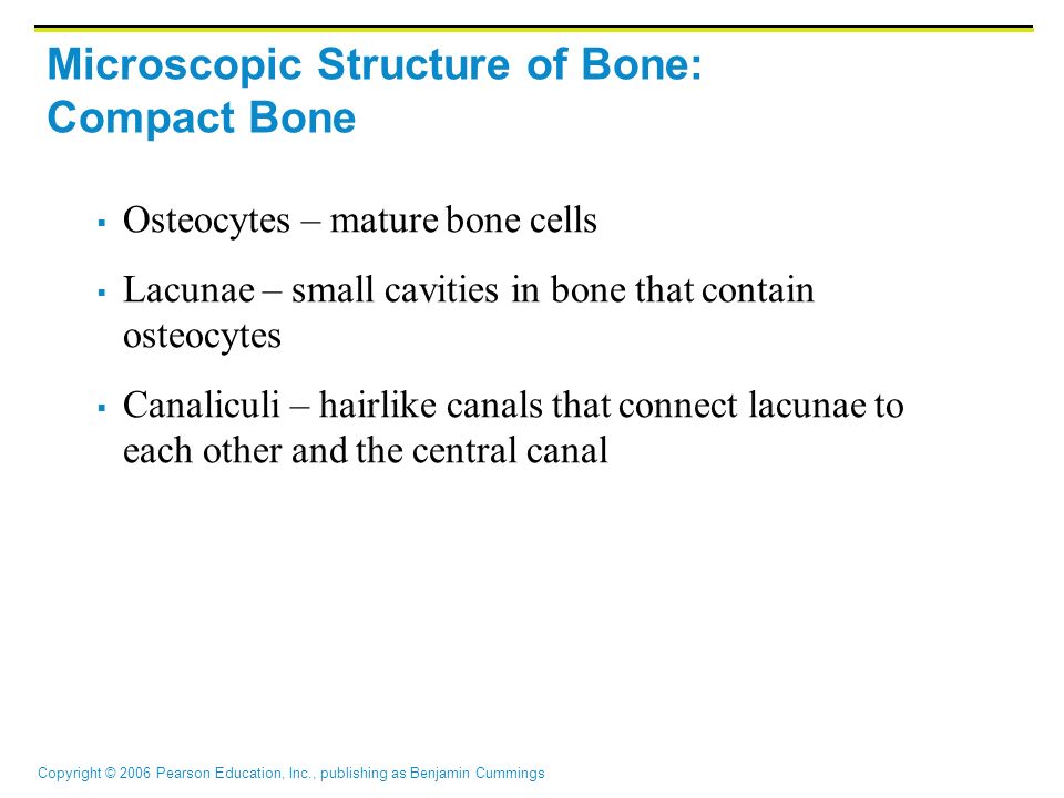 Copyright © 2006 Pearson Education, Inc., publishing as Benjamin Cummings Microscopic Structure of Bone: Compact Bone  Osteocytes – mature bone cells  Lacunae – small cavities in bone that contain osteocytes  Canaliculi – hairlike canals that connect lacunae to each other and the central canal