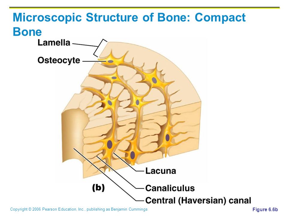 Copyright © 2006 Pearson Education, Inc., publishing as Benjamin Cummings Microscopic Structure of Bone: Compact Bone Figure 6.6b