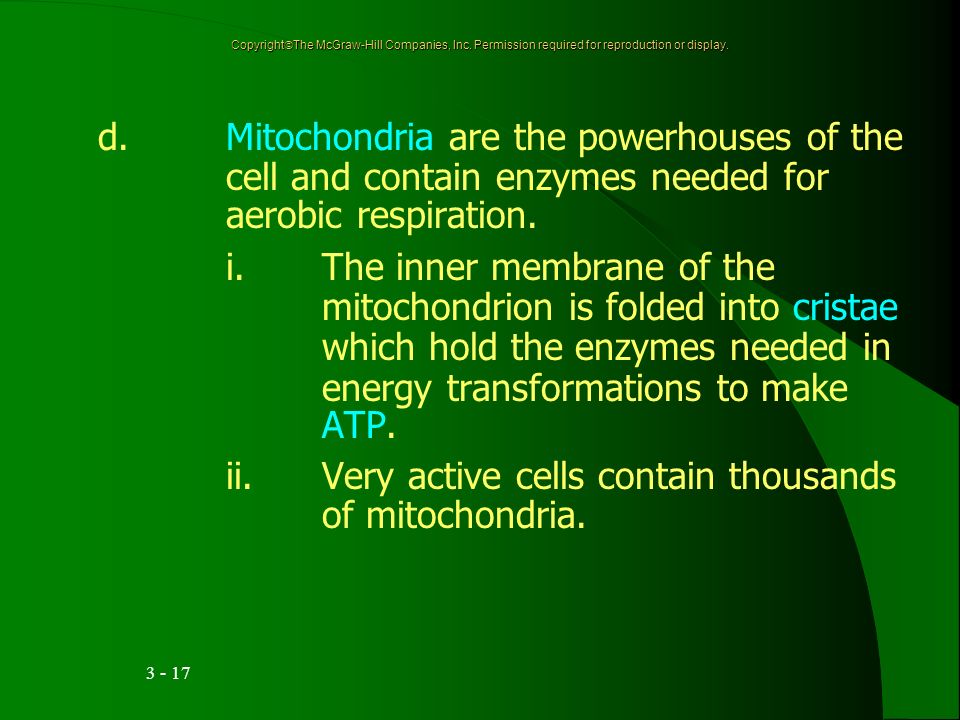 d.Mitochondria are the powerhouses of the cell and contain enzymes needed for aerobic respiration.