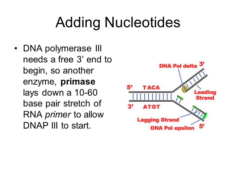 DNA Replication during cell division in eukaryotic cells, the replicated genetic material is divided equally between two daughter... 